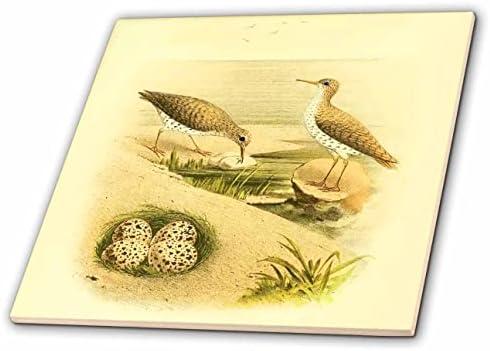 3D Мозайка с шарките на старите птици, двойка пъстри блатни птици с яйца водни птици (ct-364656-7)